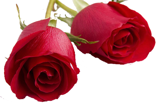 День Святого Валентина Розы PNG Прозрачное изображение
