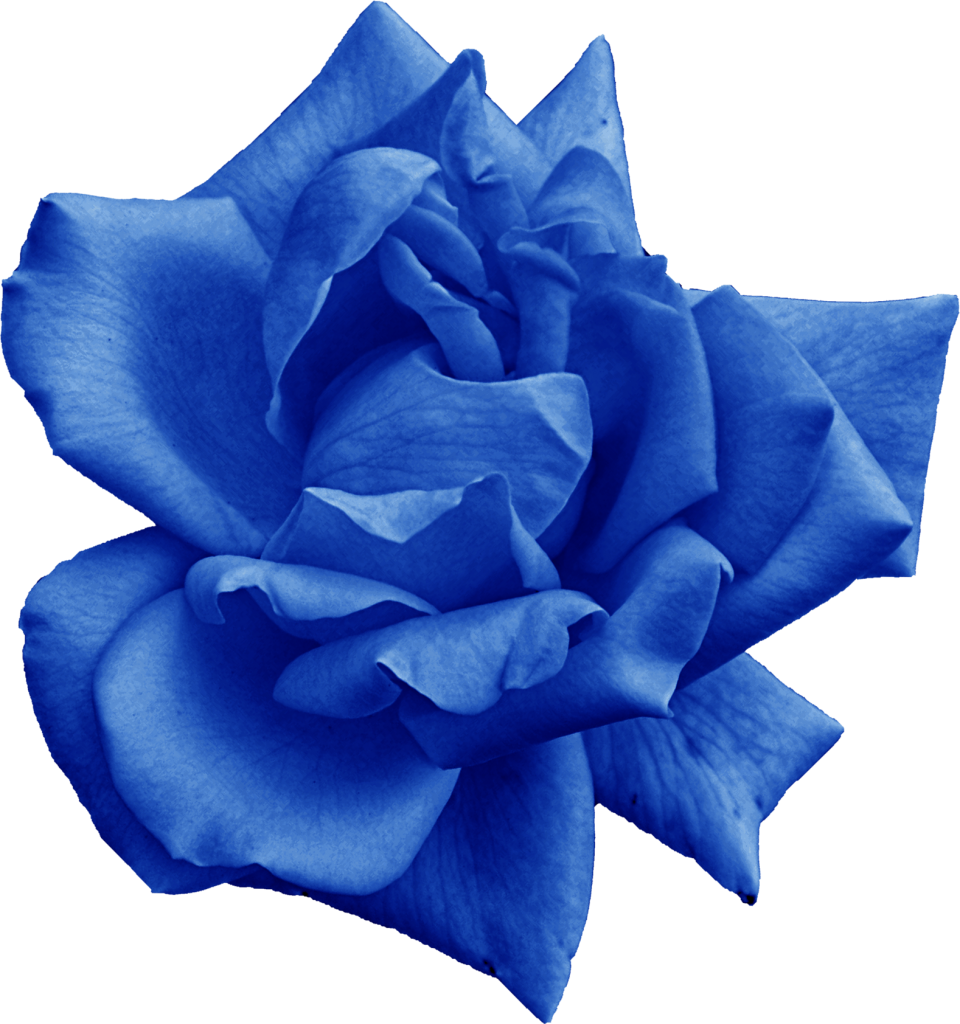 Blue Rose PNG ดาวน์โหลดรูปภาพ