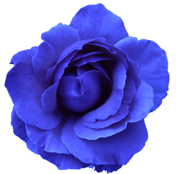 BLUE ROSE PNG Image de limage