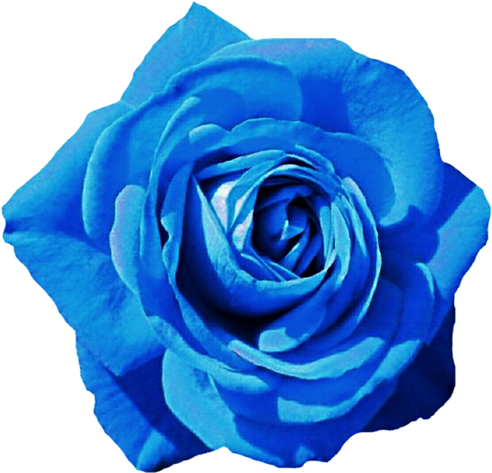 Blue Rose PNG ภาพโปร่งใส