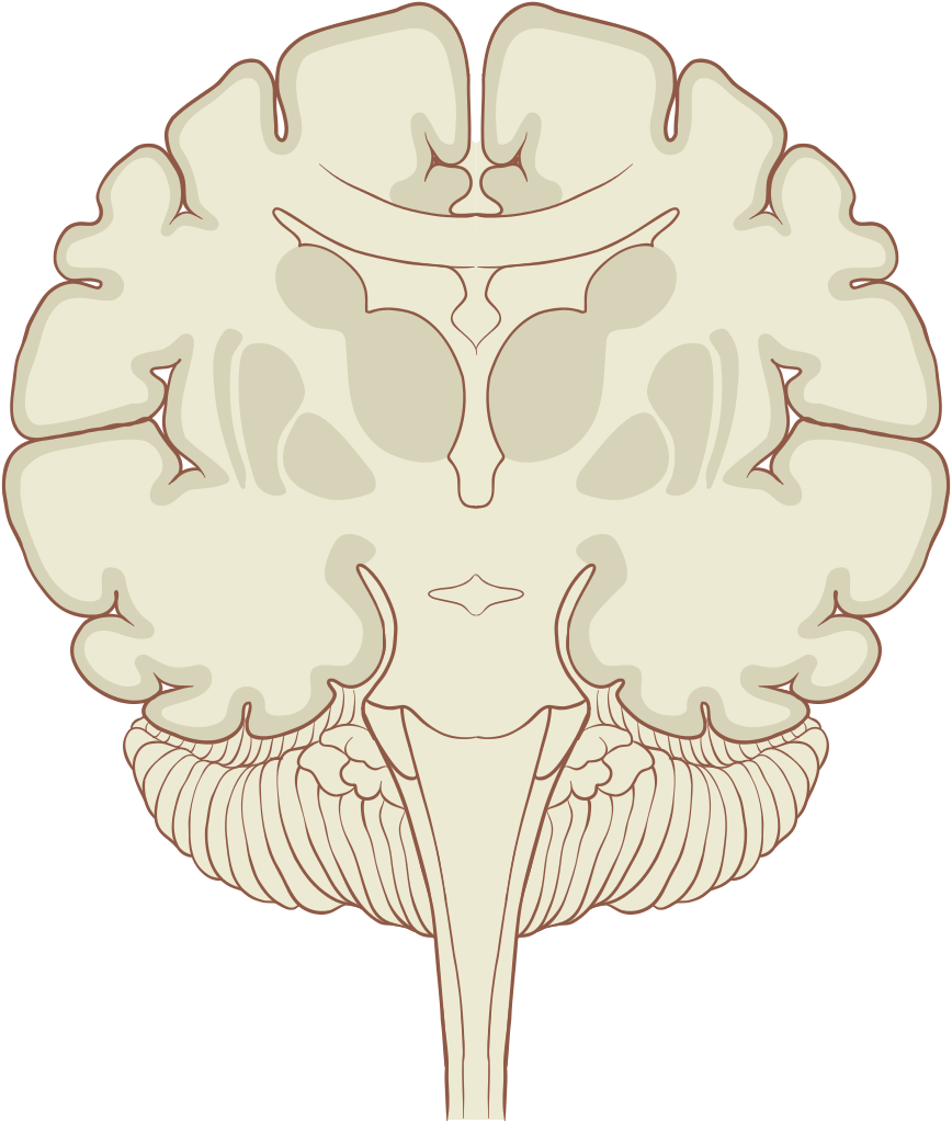 Brain Outline PNG High-Quality Image