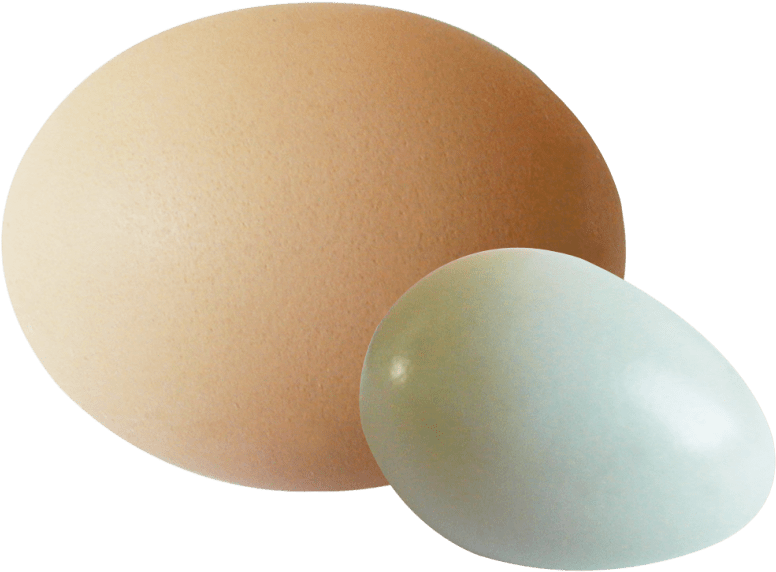 Huevos marrones PNG Imagen