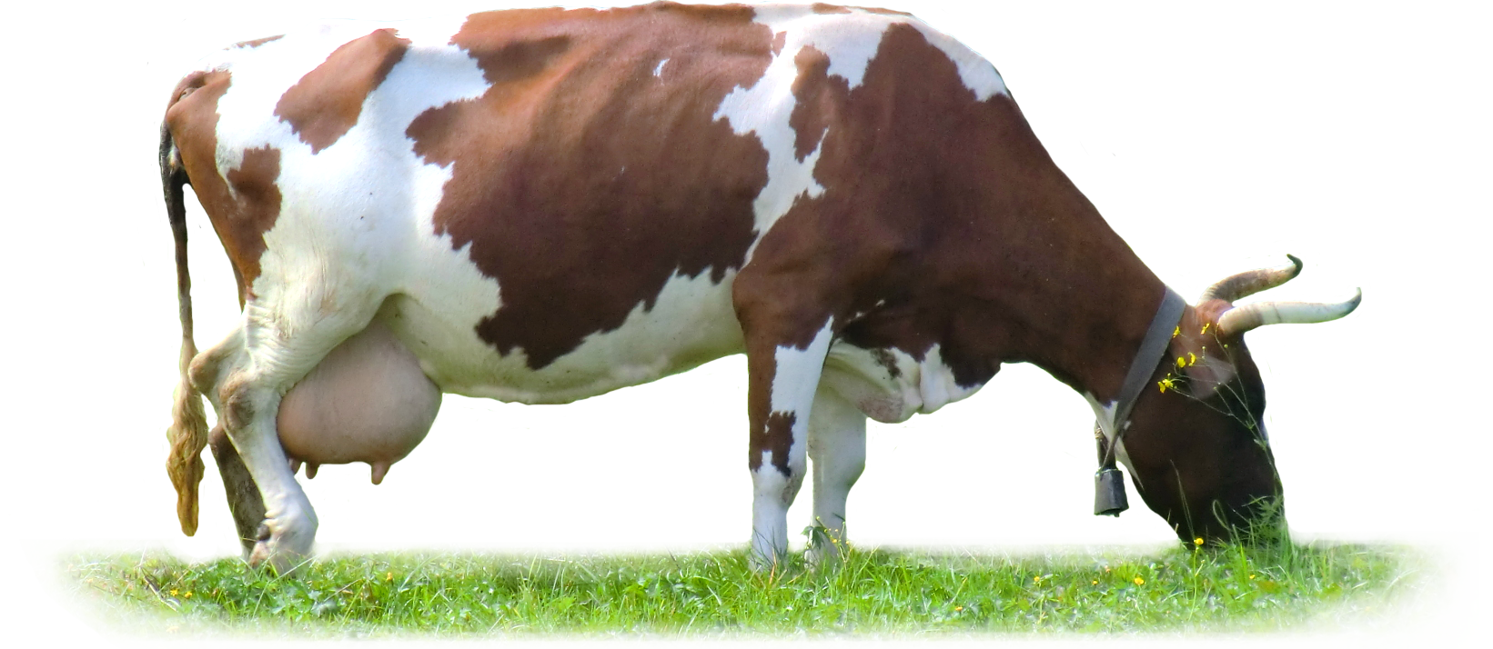 Dairy Cow Download PNG-Afbeelding