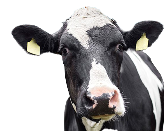 Dairy Cow Transparent Images