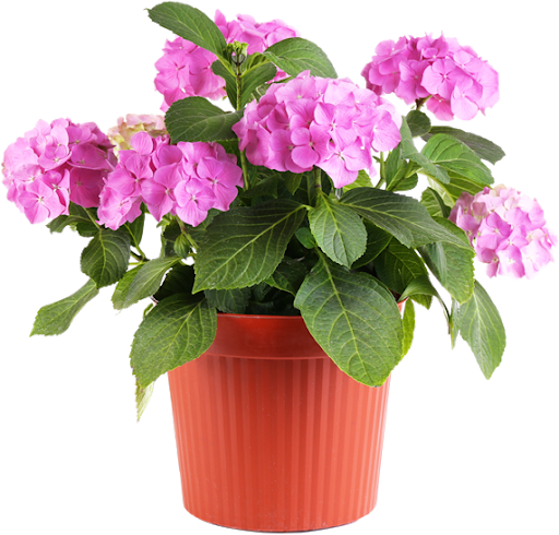 Pot de fleurs Télécharger limage PNG Transparente