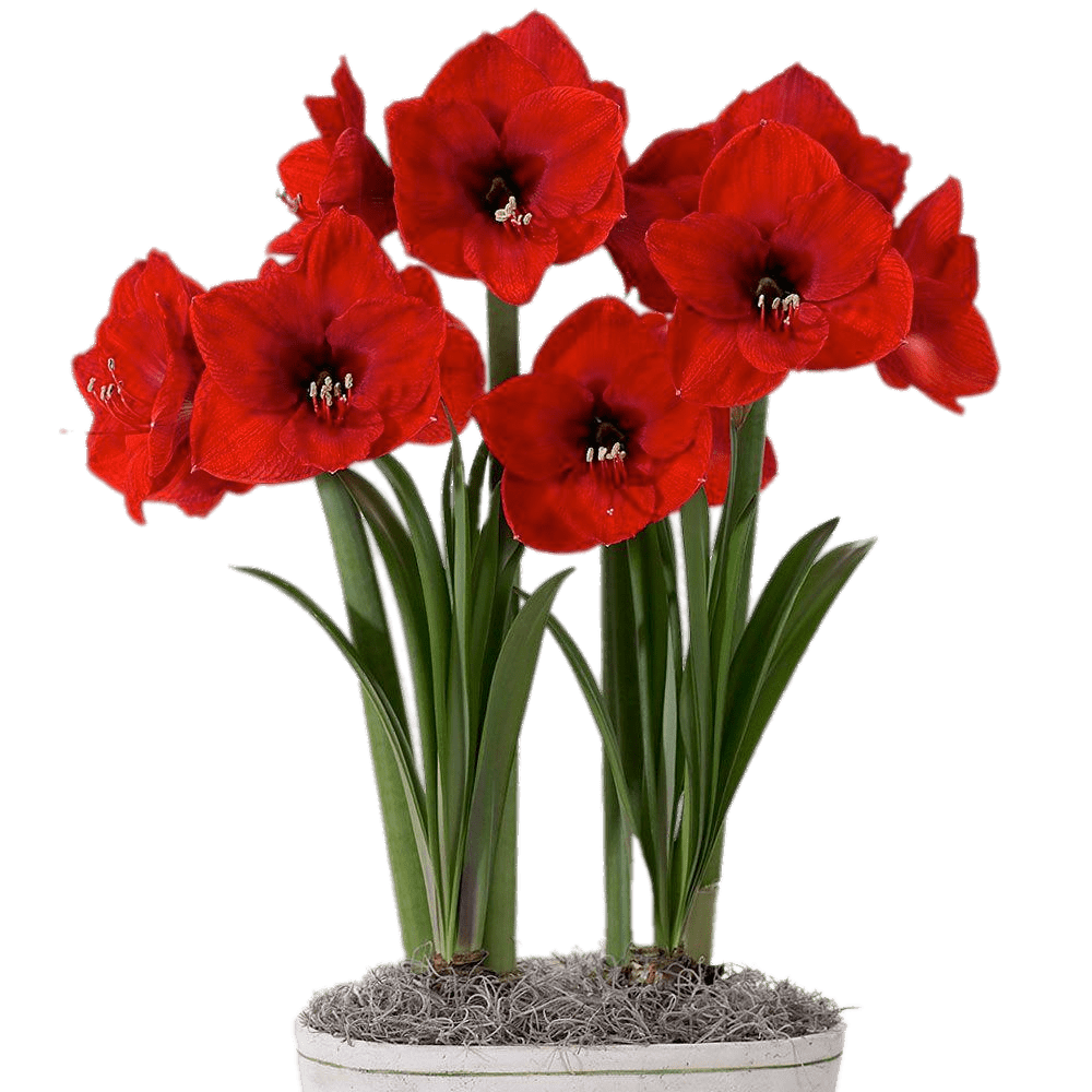 Pot de fleur PNG Téléchargement GRATUIT