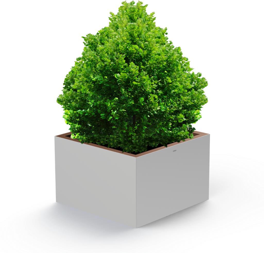 Small Bush Transparent Image