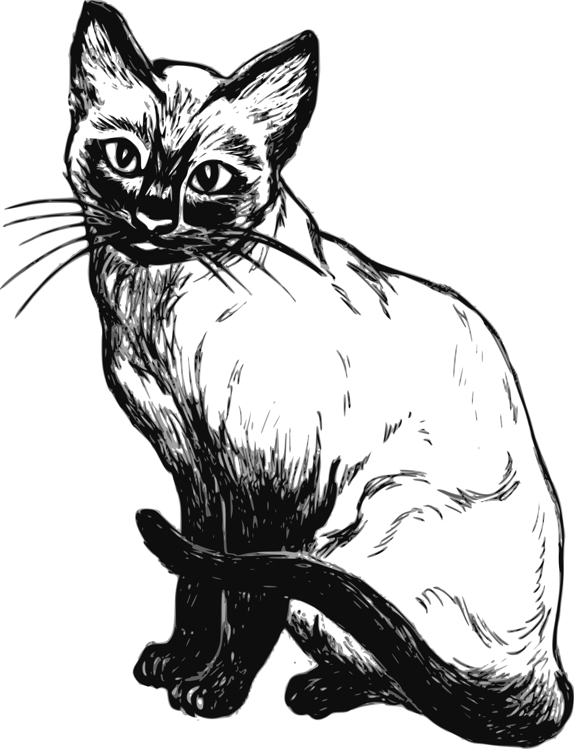 Latar belakang Gambar kucing hitam PNG