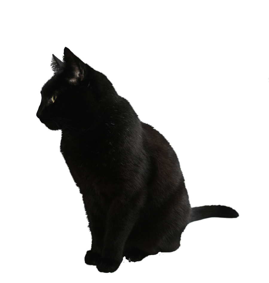 Foto kucing hitam PNG