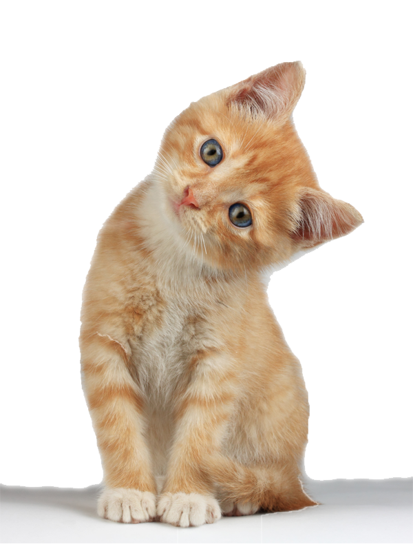 Golden Kitten PNG Gambar berkualitas tinggi