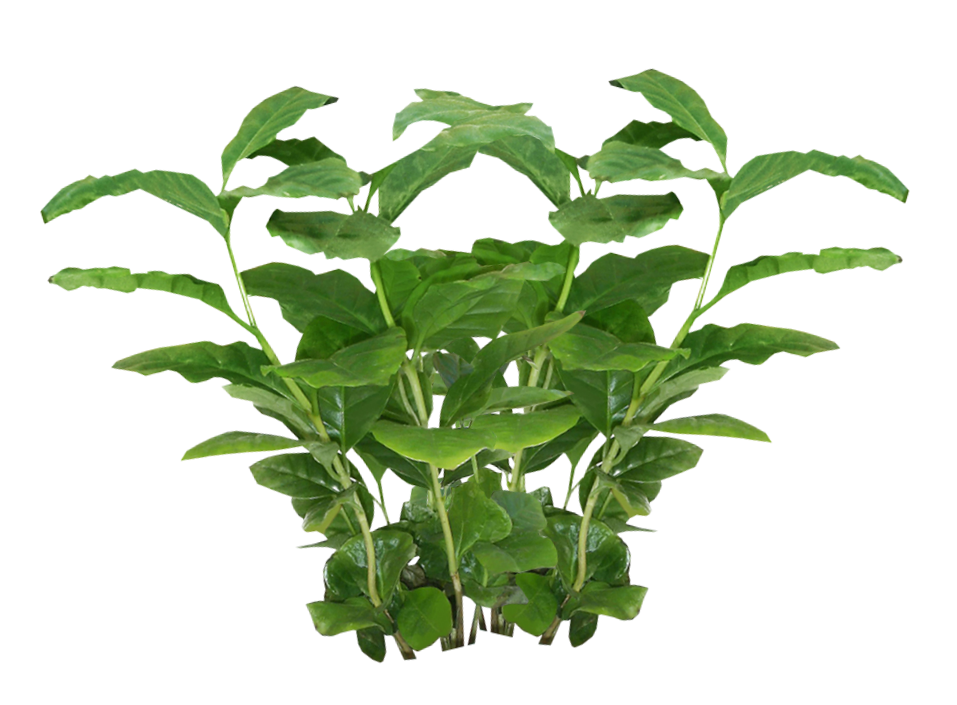 สีเขียวแขวนพืช PNG ฟรี
