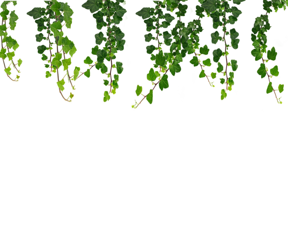 พืชแขวนสีเขียว PNG ภาพคุณภาพสูง