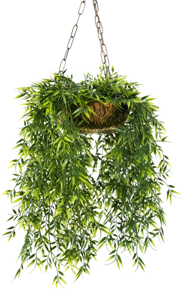 ภาพสีเขียวแขวนพืช PNG