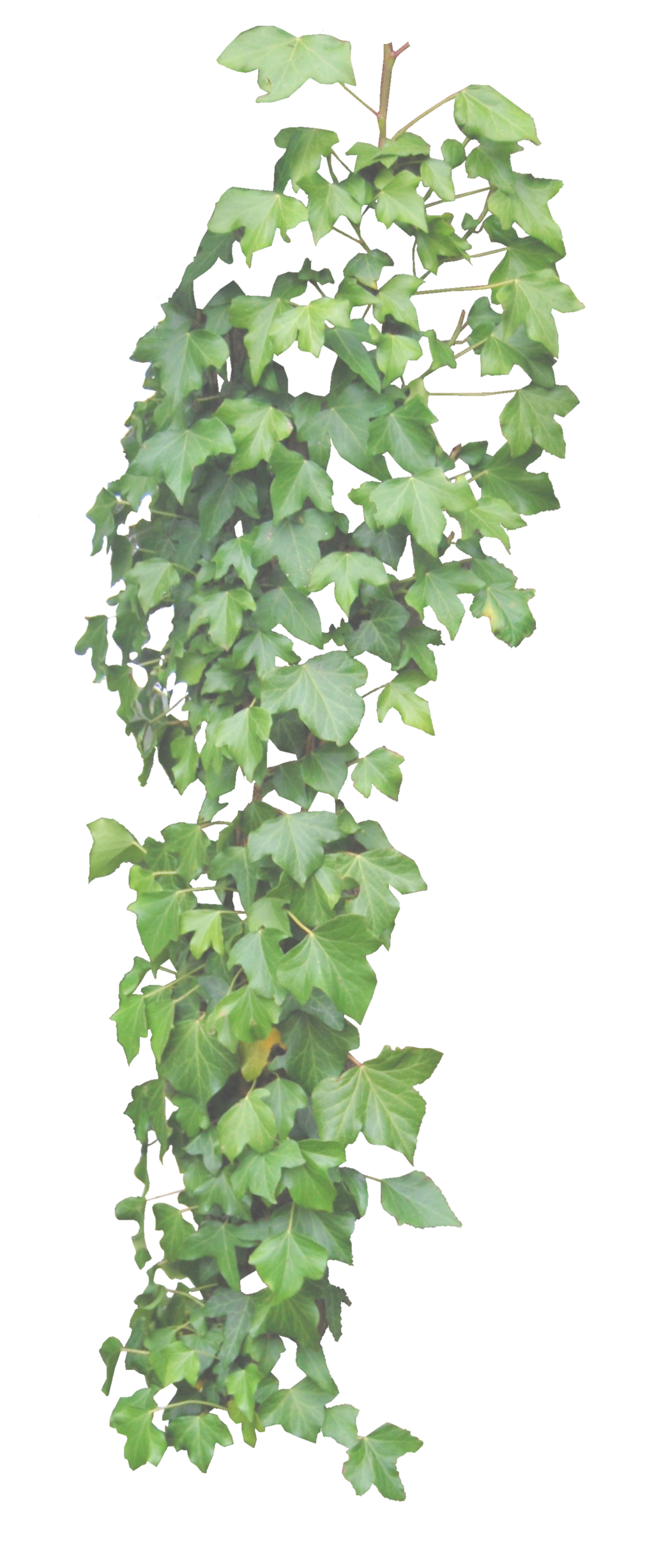 พืชที่แขวนสีเขียว PNG Photo