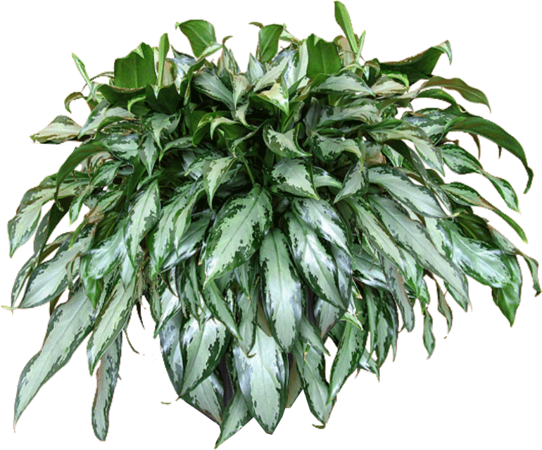 สีเขียวแขวนพืช PNG ภาพโปร่งใส