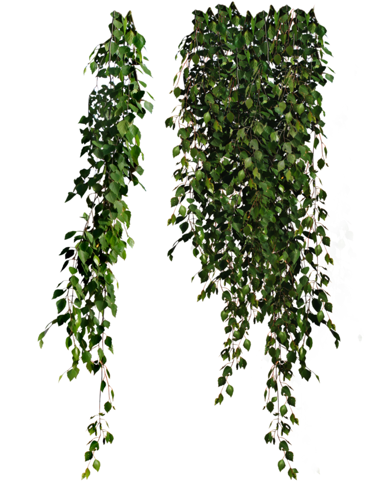 พืชแขวน PNG ภาพคุณภาพสูง