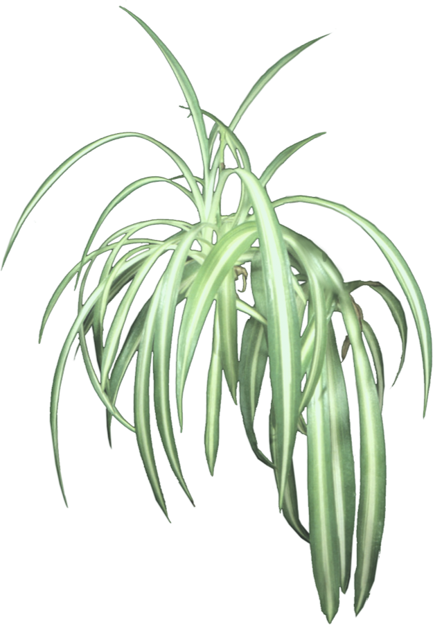รูปภาพแขวน PNG พืช