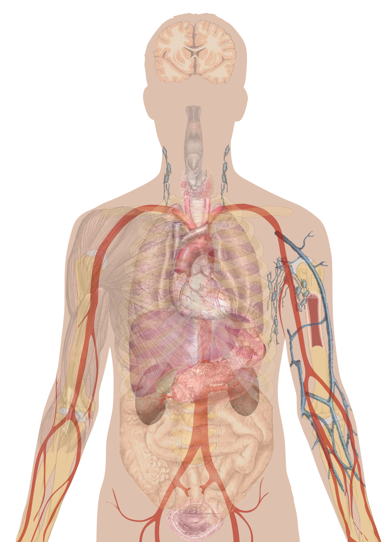 Imagem humana Anatomy PNG PNG Baixar Imagem