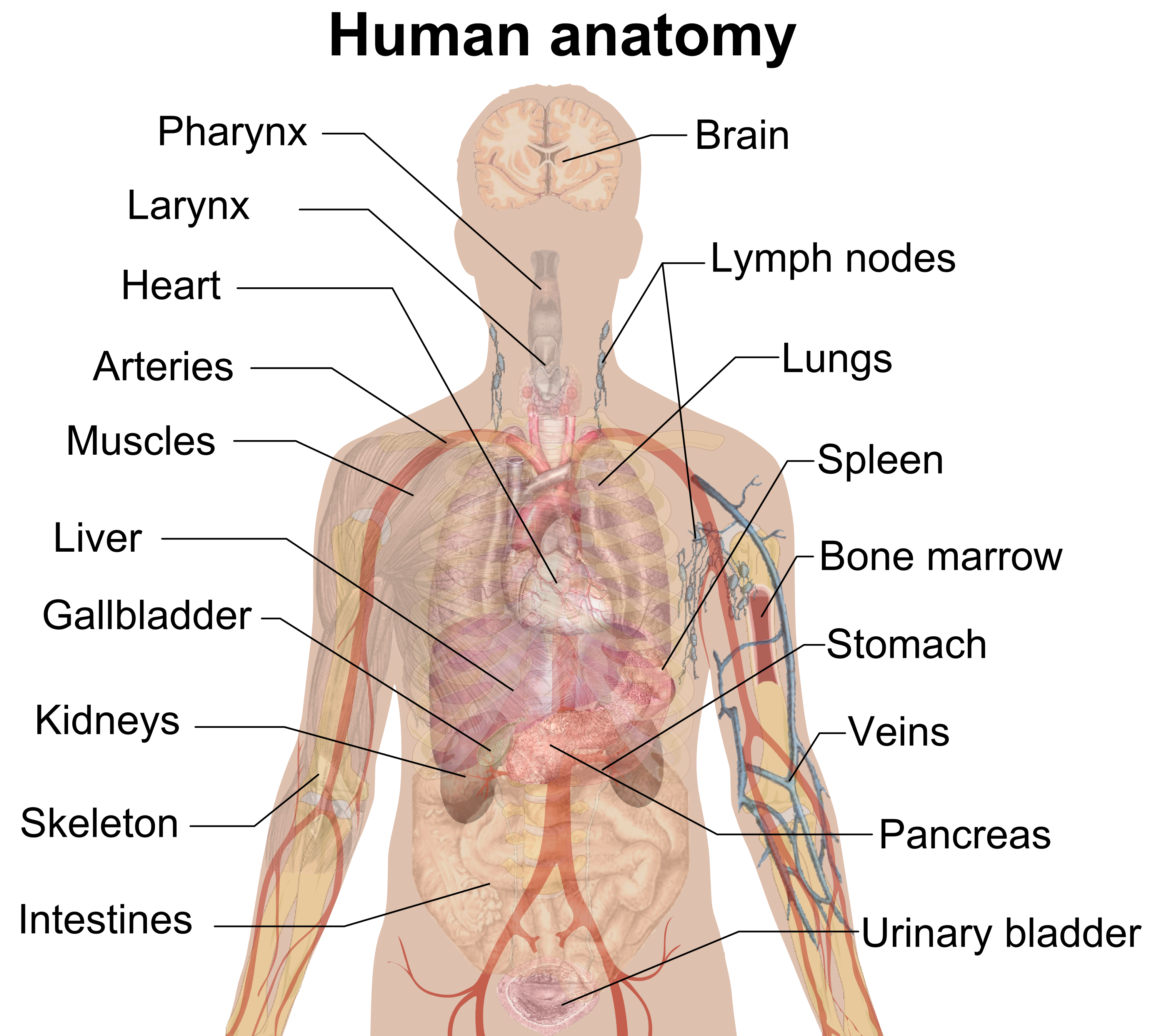 Imagem de alta qualidade de anatomia do corpo humano PNG