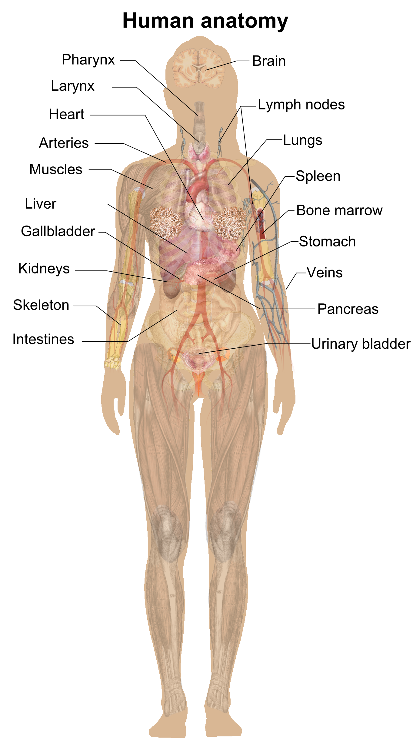 Imagem de Anatomia do Corpo Humano PNG