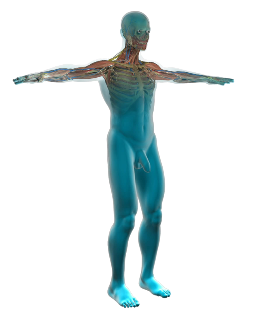 Foto de anatomia do corpo humano PNG