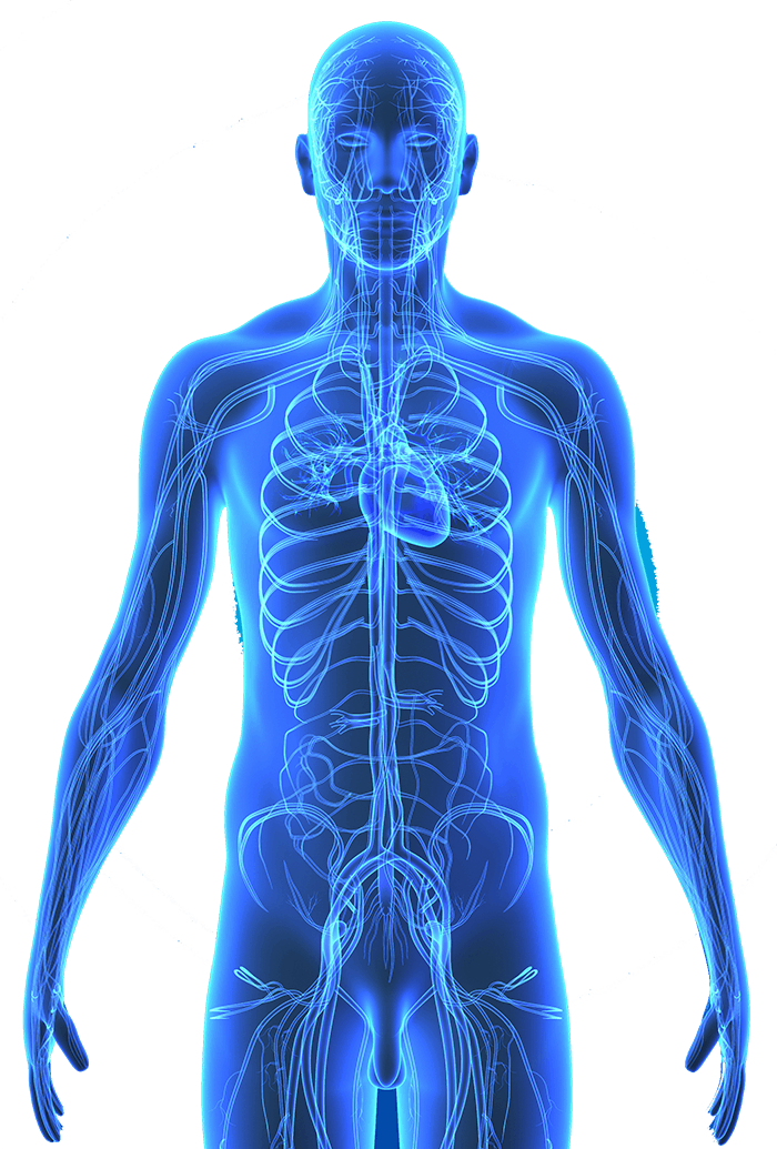Imagem transparente de anatomia do corpo humano