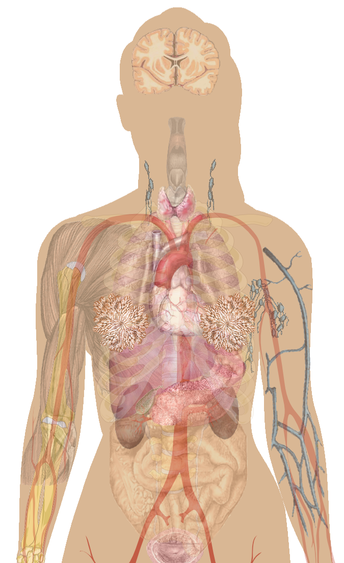 Órgãos do corpo humano livre PNG imagem