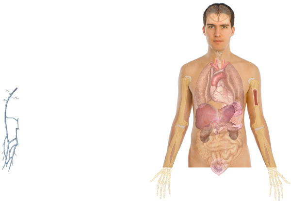 Imagem de download de órgãos de corpo humano PNG