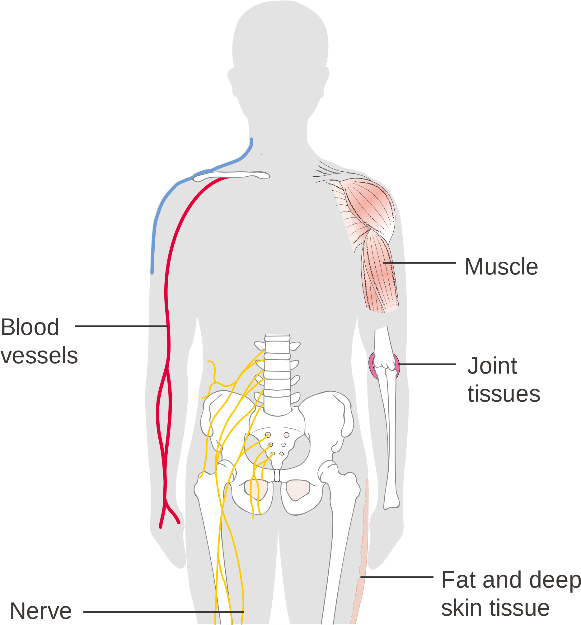 Imagem transparente de órgãos do corpo humano PNG