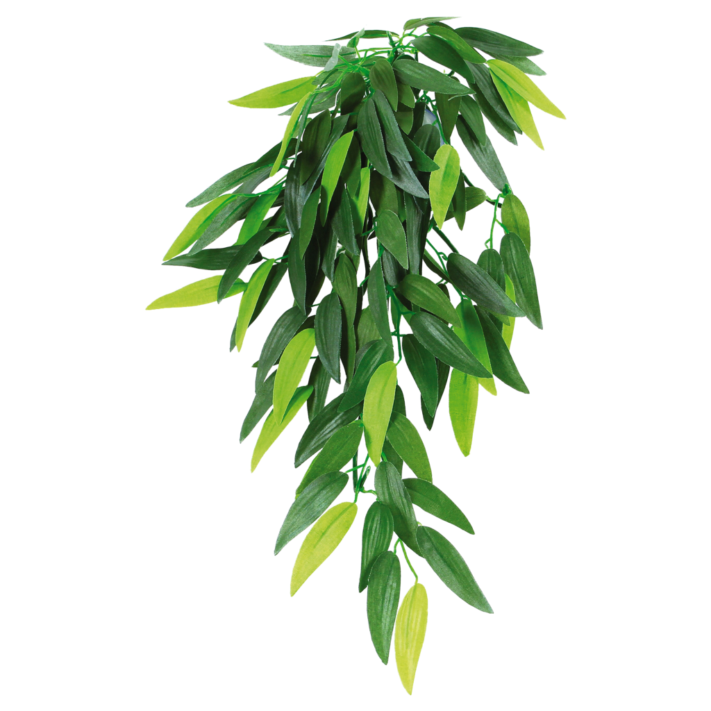 พืชแขวนในร่ม PNG Photo