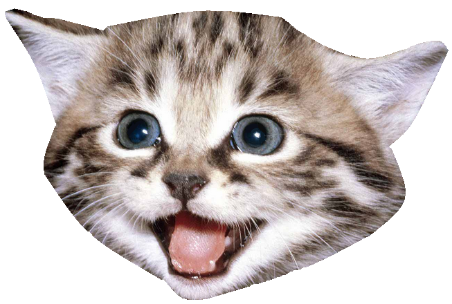 Kitten Visage libre PNG image