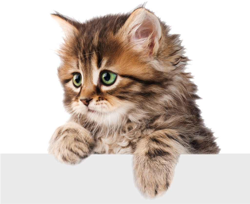 Kitten Face PNG Gambar berkualitas tinggi