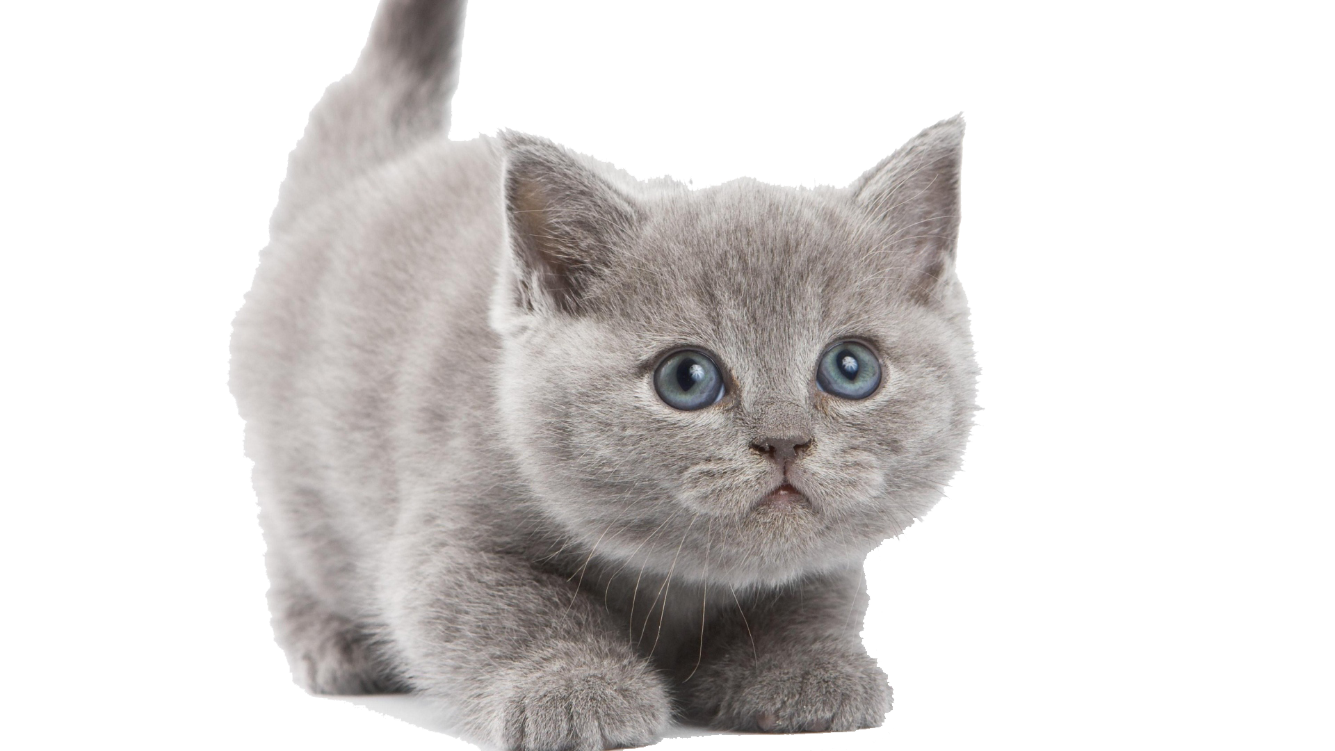Kitten Face PNG Background Gambar