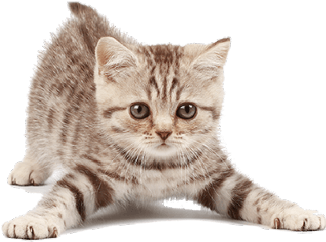 Gambar Kitten PNG
