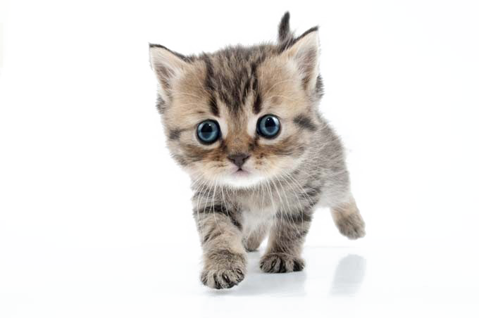 Kitten PNG Foto