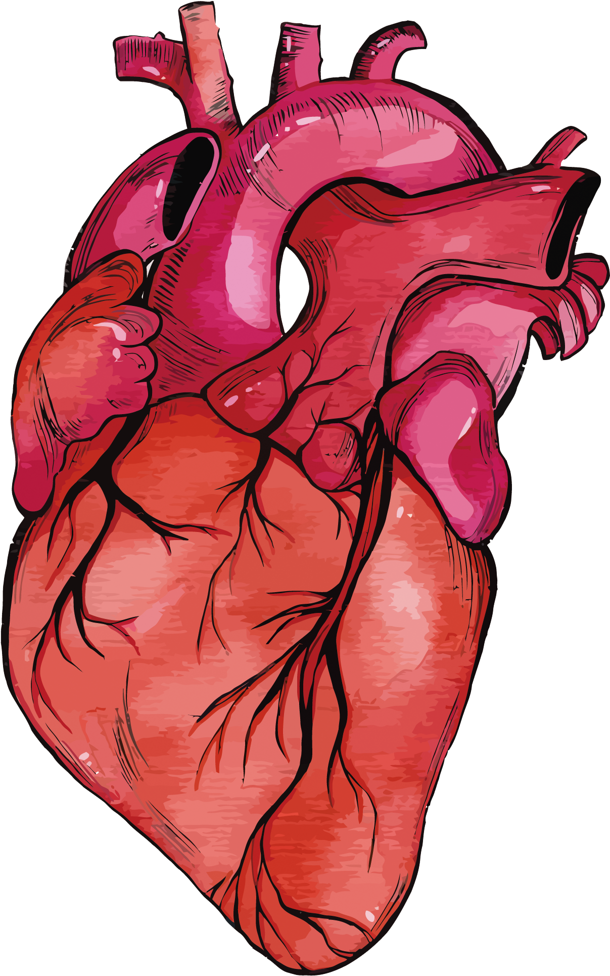Red Human Heart PNG Gambar berkualitas tinggi