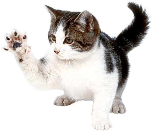 Duduk Kucing PNG Gambar Berkualitas Tinggi
