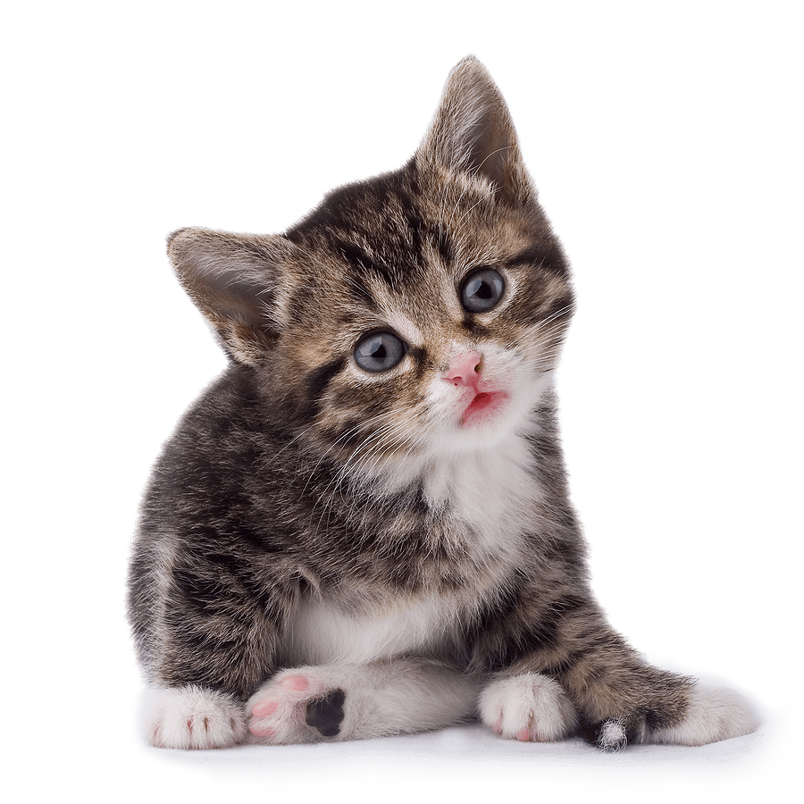 Duduk Kucing PNG Gambar Latar Belakang