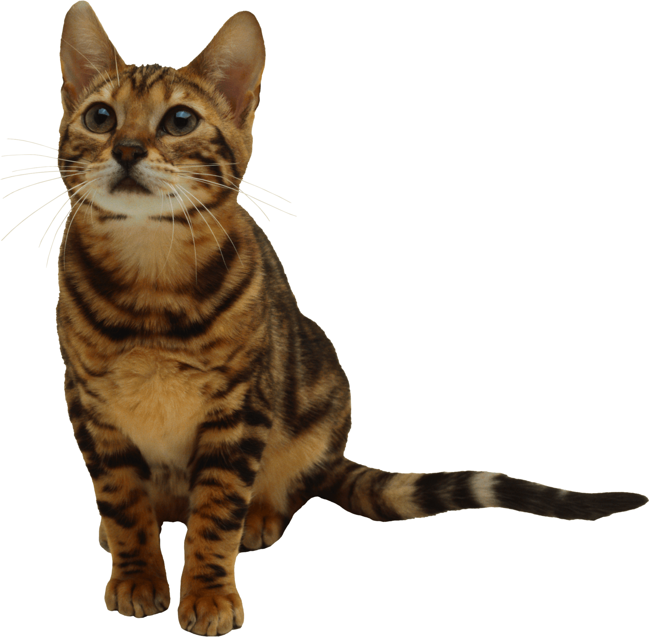 Gambar Kucing PNG Transparan