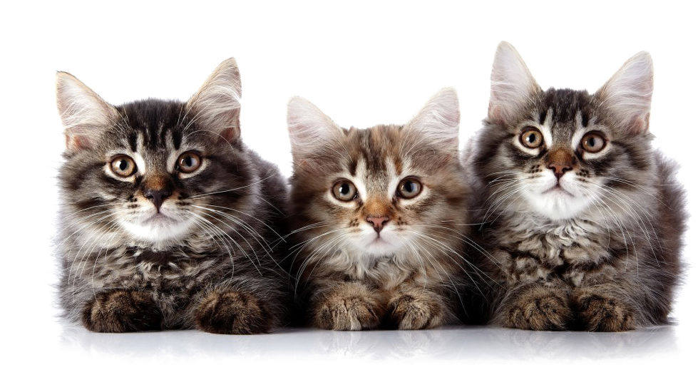 Gambar anak kucing Transparan