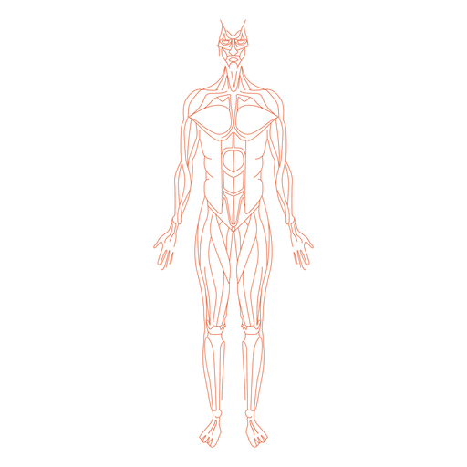 Imagem transparente do corpo humano do vetor