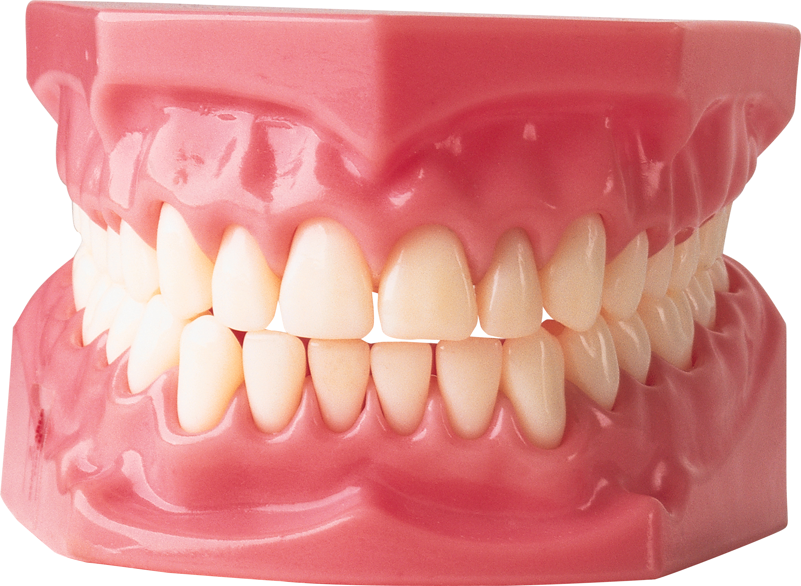 Зубы человека картинки. Искусственная челюсть.