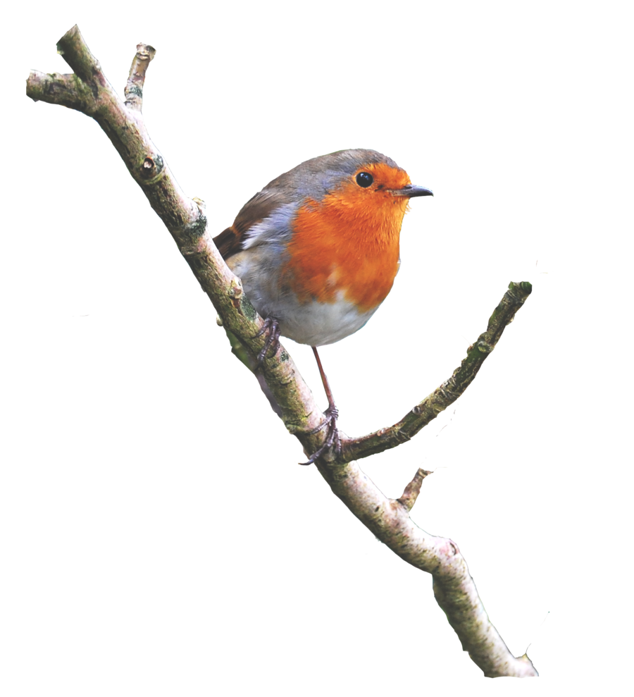 American Robin Bird ฟรี PNG Image