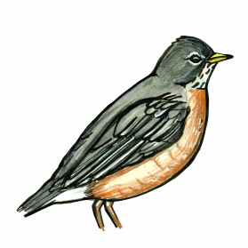 American Robin Bird Png Free Download Png Arts