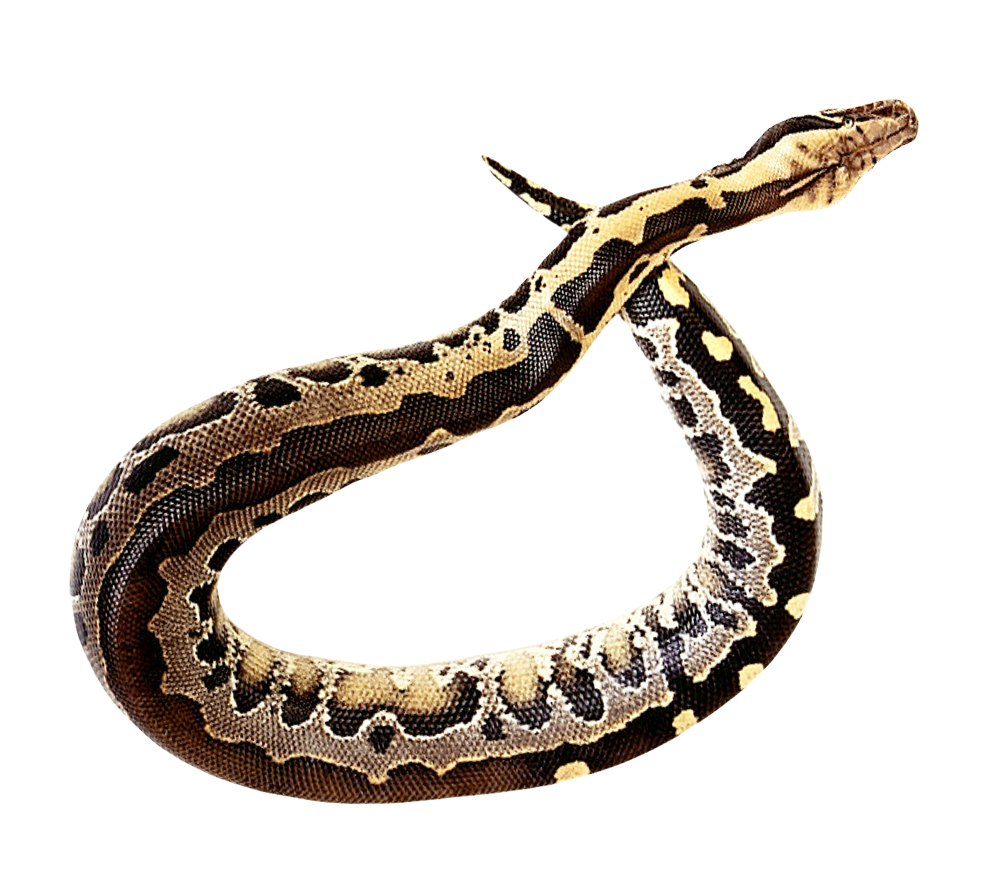 Anaconda Free PNG-Bild