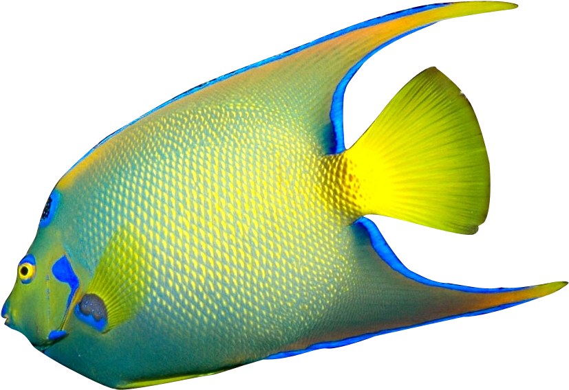 Angelfish PNG прозрачный образ