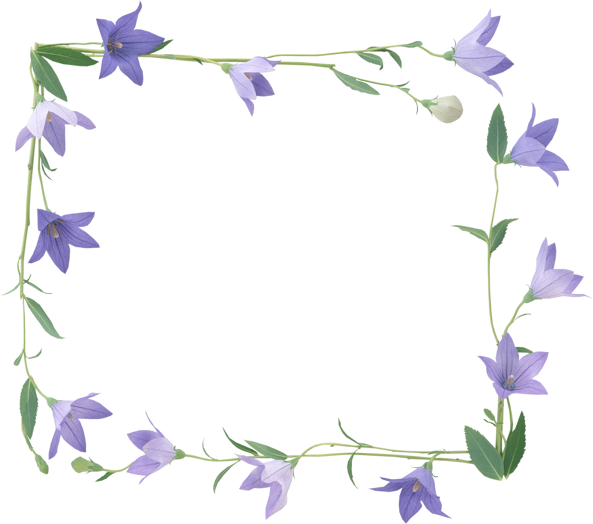 Bellflower PNG Picture