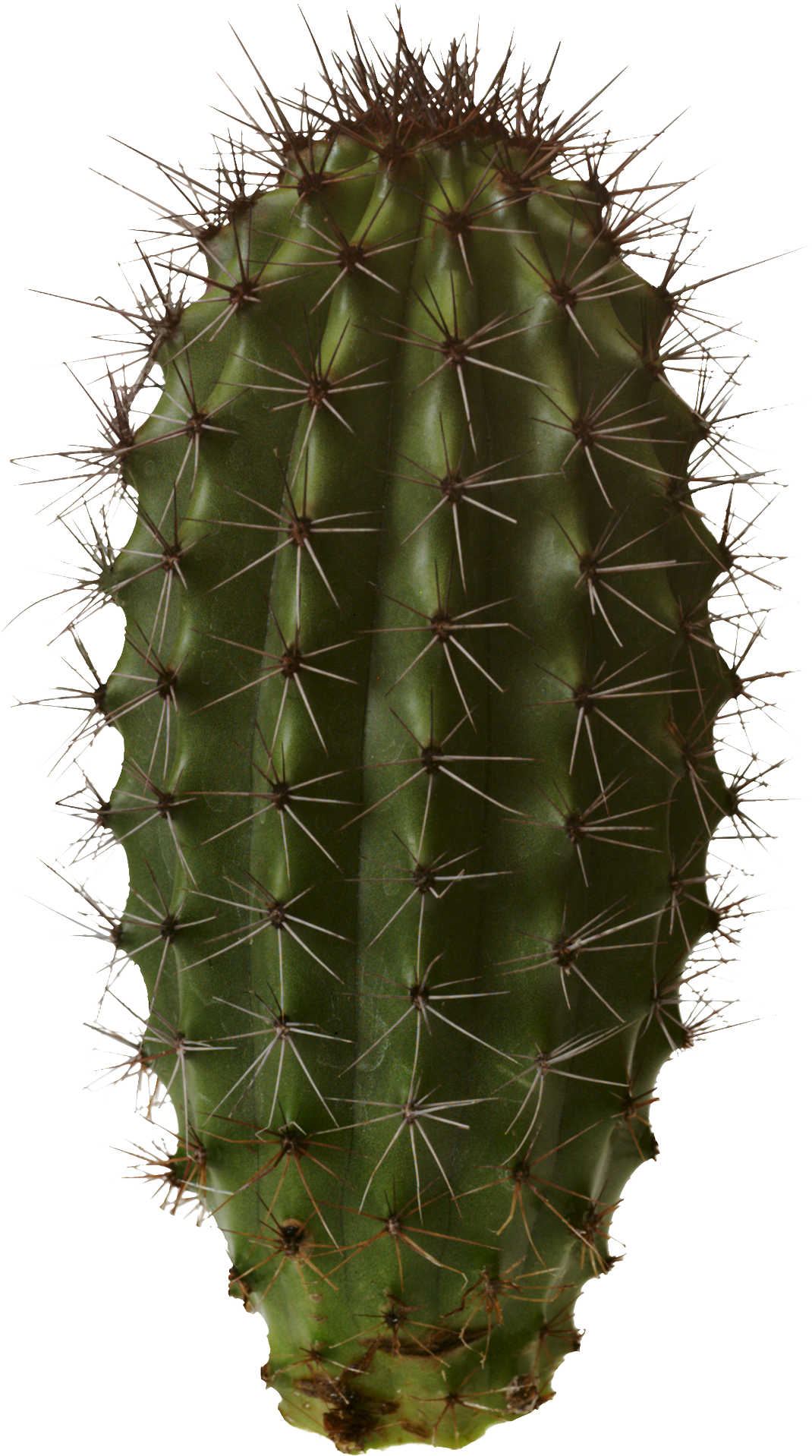Cactus Imagem de PNG PNG