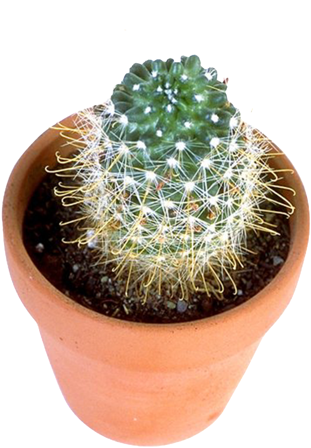 Cactus Pickle Transparente Imagem