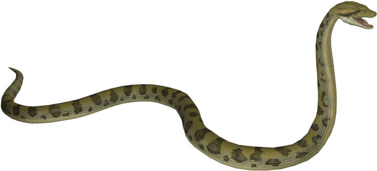 Immagine comune Anaconda PNG Scarica limmagine